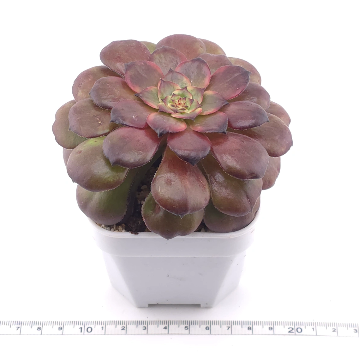 Aeonium ‘Rose Dusk’ | 玫暮 thumbnail 3