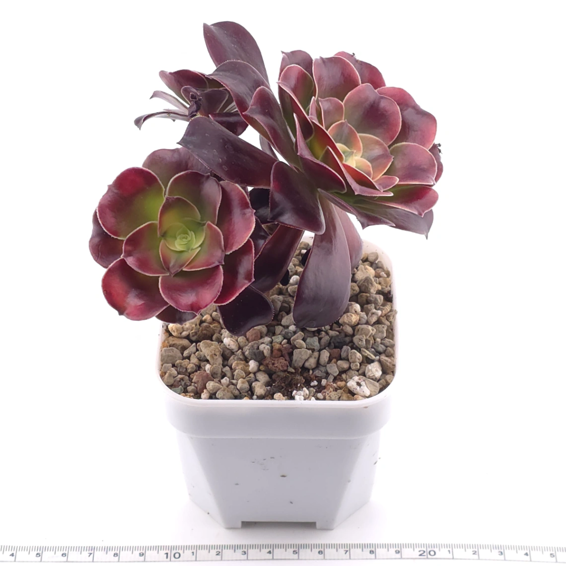 Aeonium ‘Chocolate Rose’ | 巧克力玫瑰 thumbnail 3