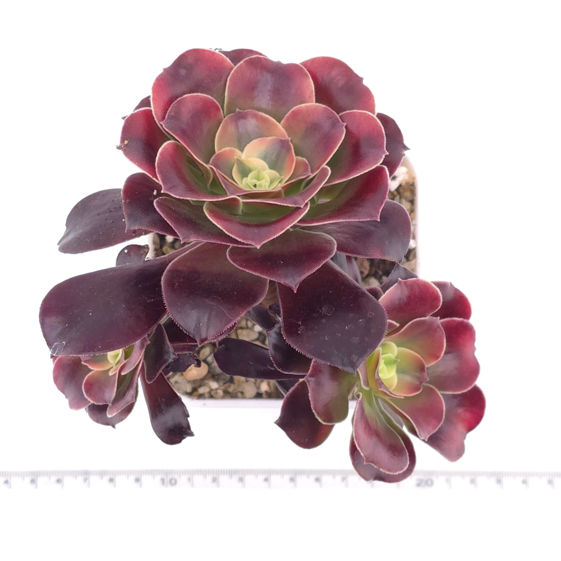 Aeonium ‘Chocolate Rose’ | 巧克力玫瑰 thumbnail 4