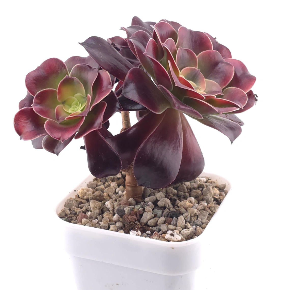 Aeonium ‘Chocolate Rose’ | 巧克力玫瑰 thumbnail 2