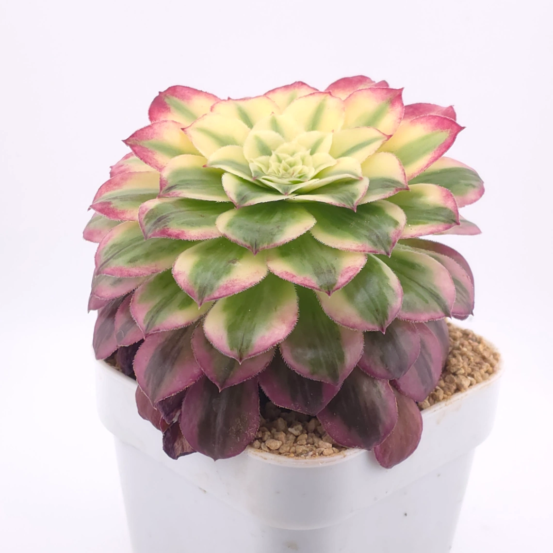 Aeonium 'Carnival' | 嘉年華 thumbnail 2