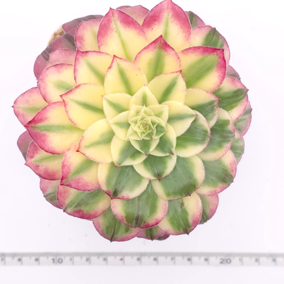 Aeonium 'Carnival' | 嘉年華 thumbnail 4