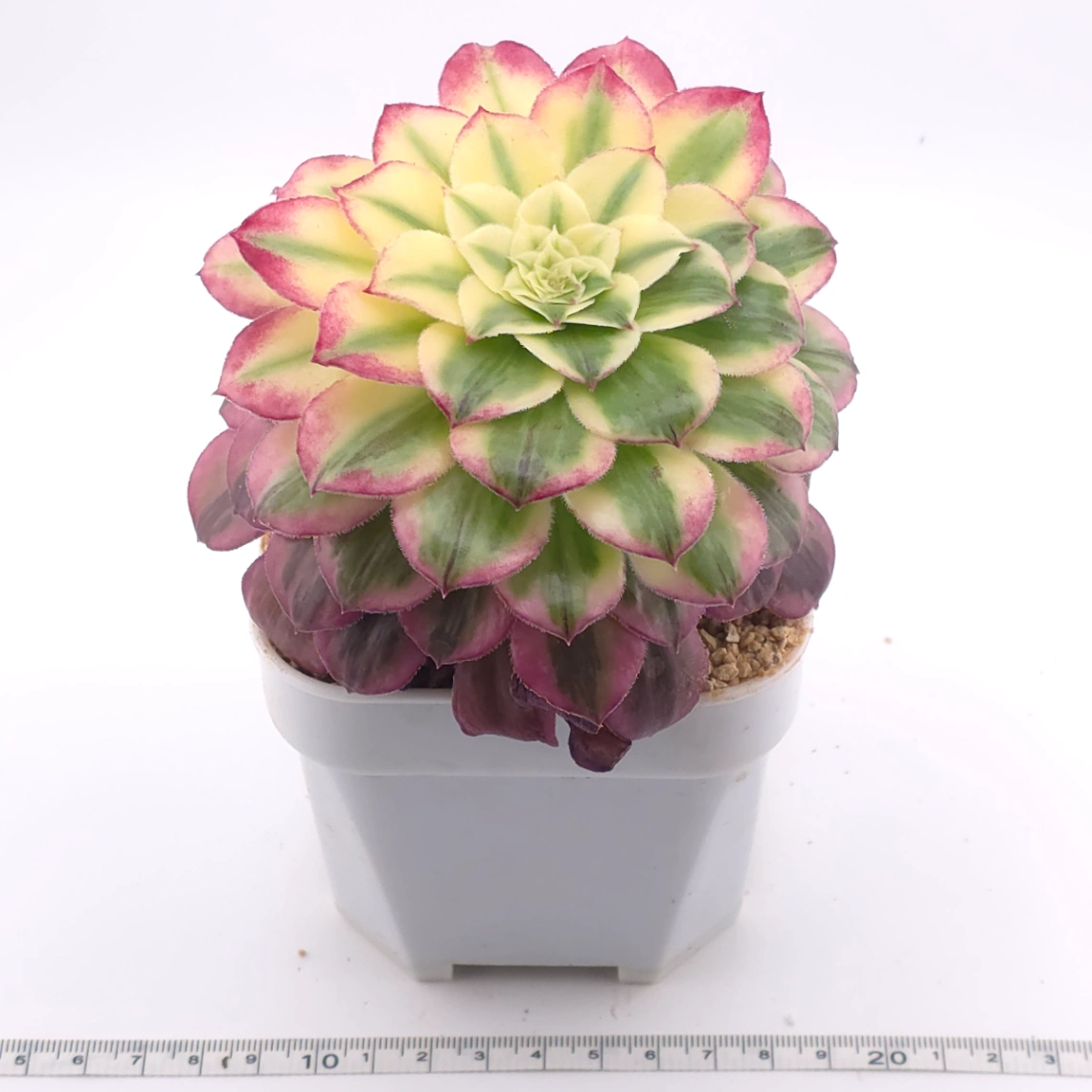 Aeonium 'Carnival' | 嘉年華 thumbnail 3