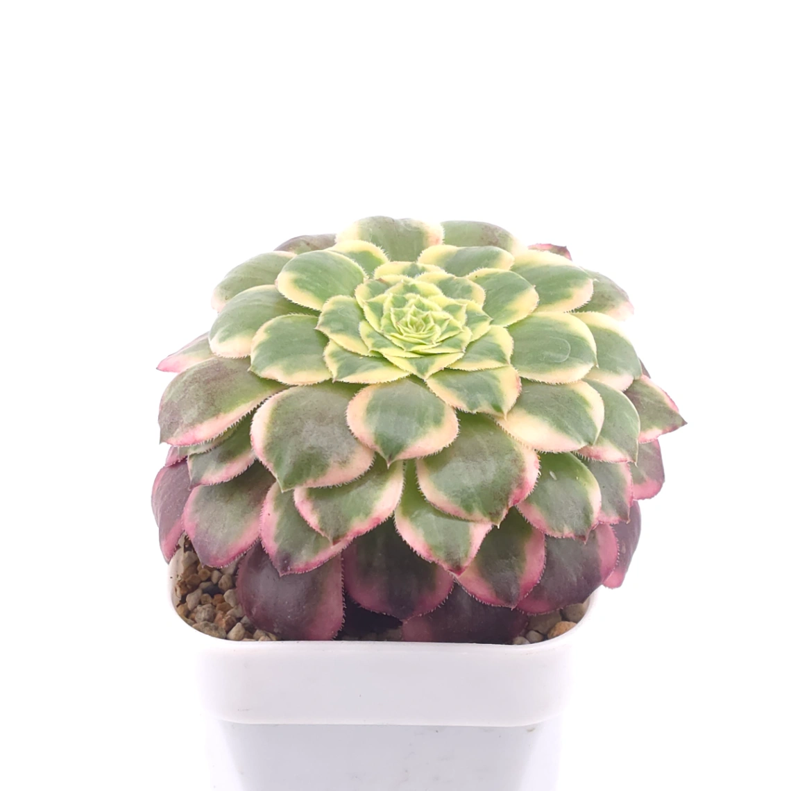 Aeonium 'Emerald Ice' | 翡翠冰 thumbnail 2