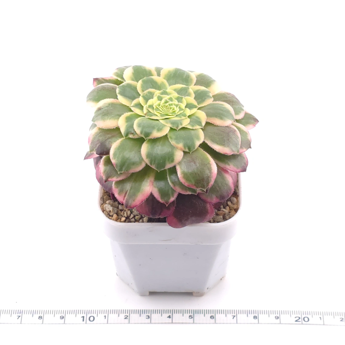 Aeonium 'Emerald Ice' | 翡翠冰 thumbnail 3