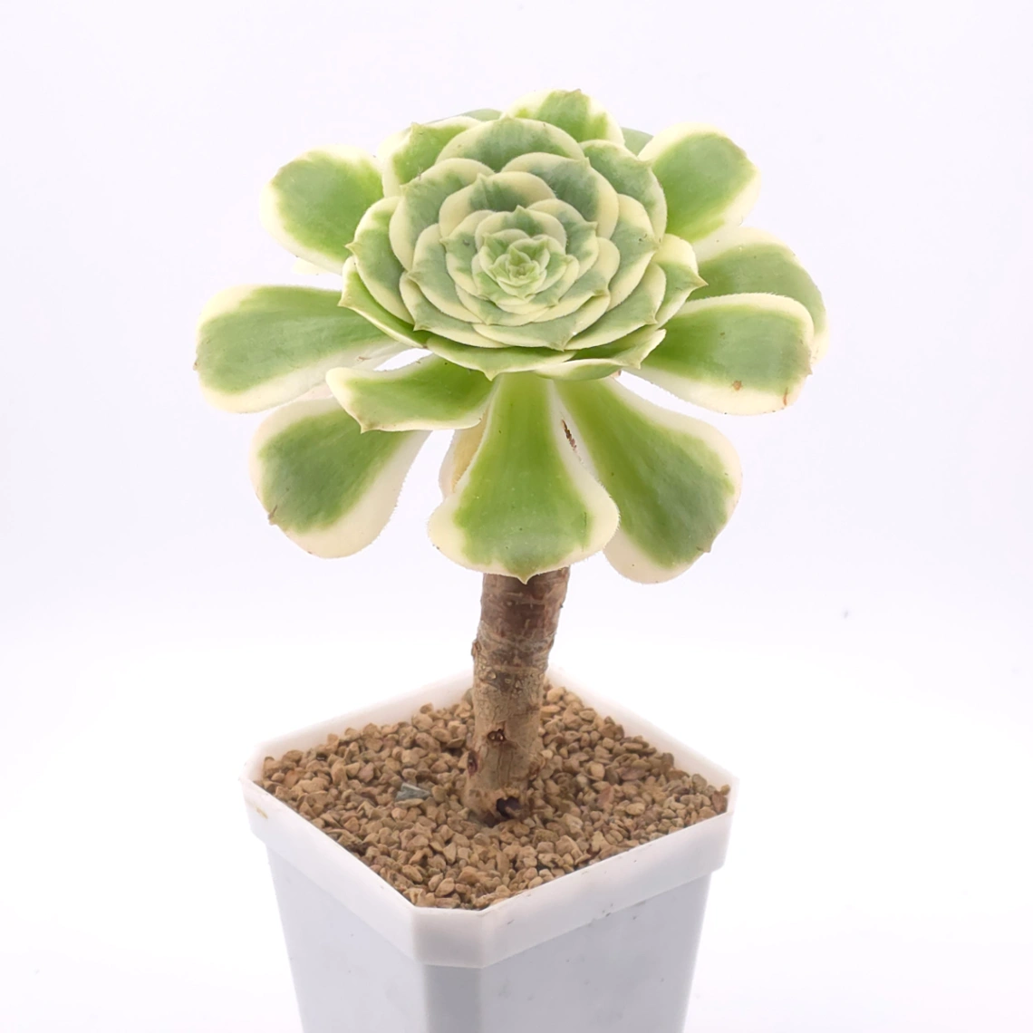 Aeonium ‘Gold Emerald’ | 金翠 thumbnail 2