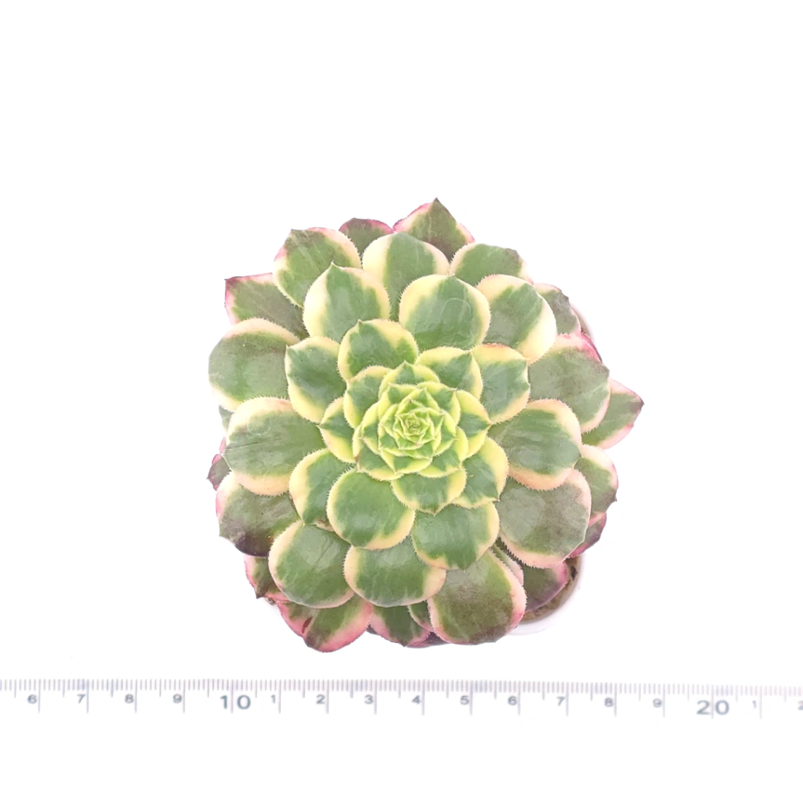 Aeonium 'Emerald Ice' | 翡翠冰 thumbnail 4