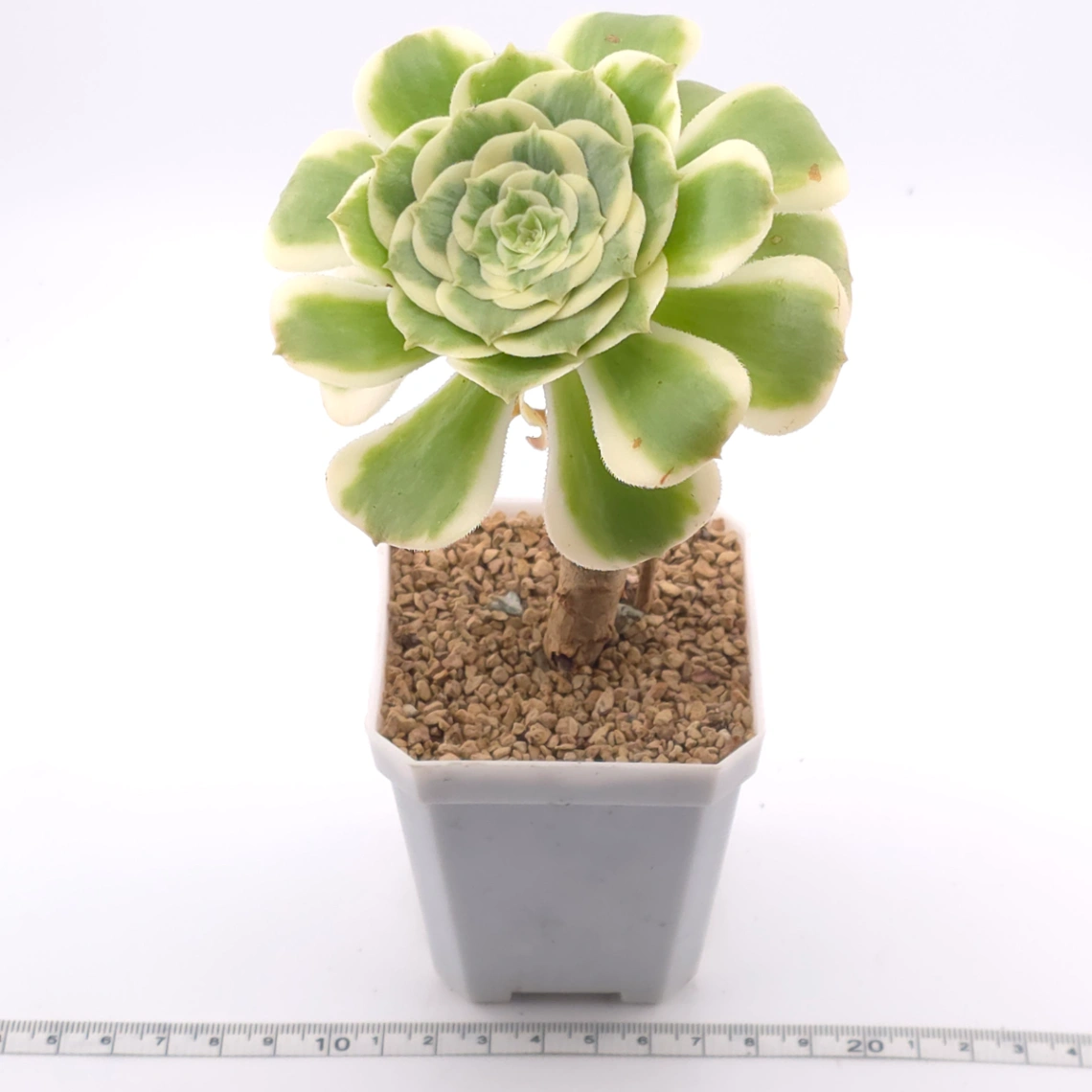Aeonium ‘Gold Emerald’ | 金翠 thumbnail 3