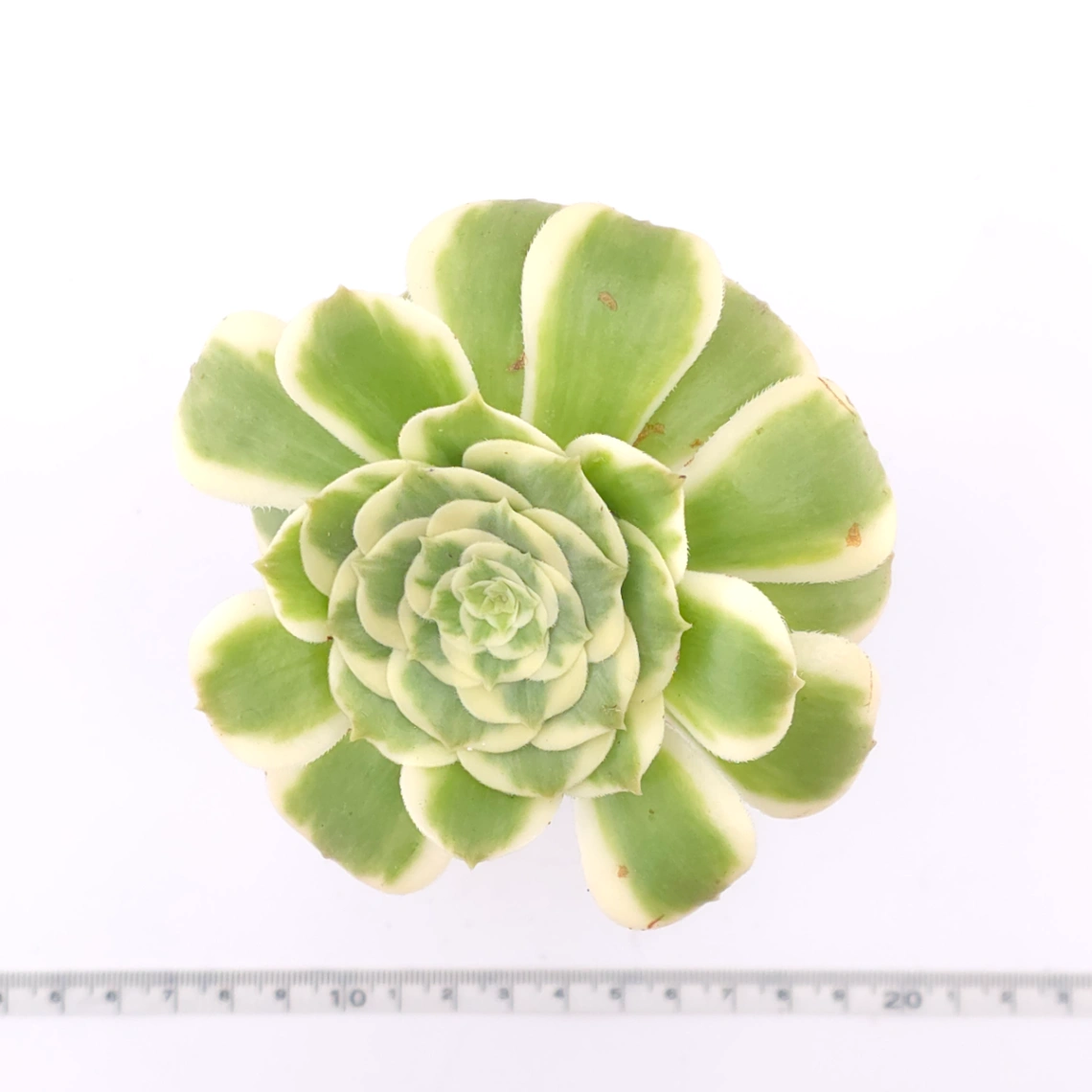 Aeonium ‘Gold Emerald’ | 金翠 thumbnail 4