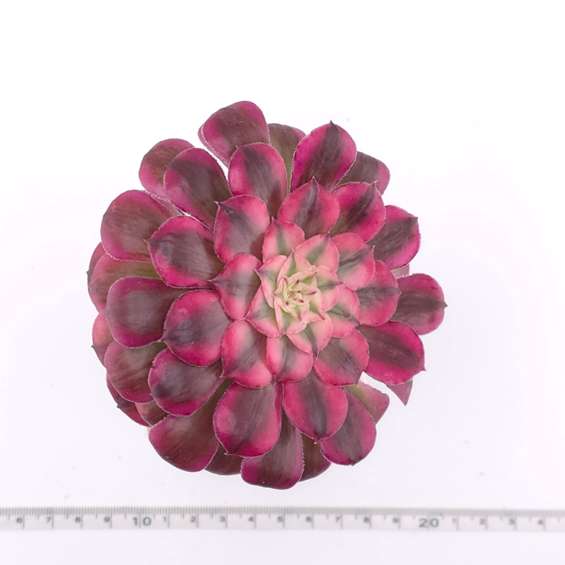 Aeonium ‘Medusa’ | 美杜莎法師 thumbnail 4