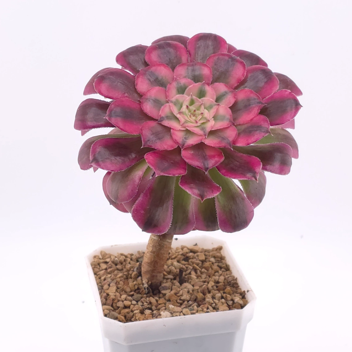 Aeonium ‘Medusa’ | 美杜莎法師 thumbnail 2