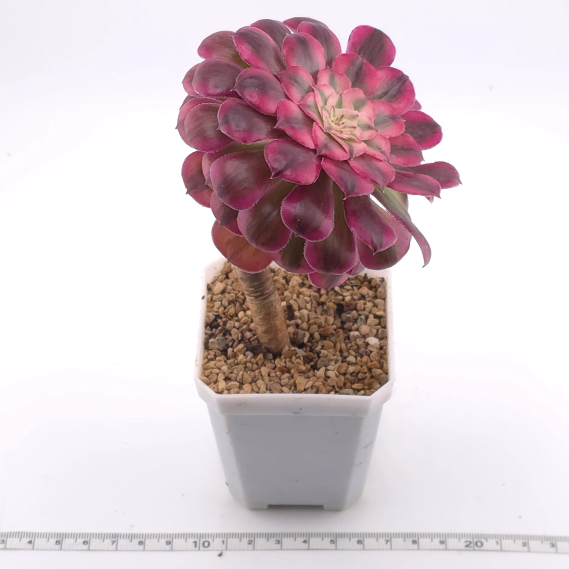 Aeonium ‘Medusa’ | 美杜莎法師 thumbnail 3