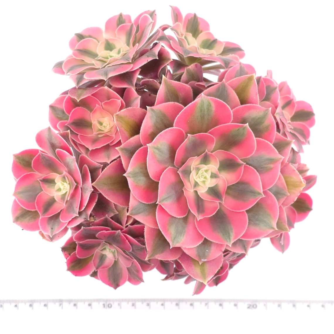 Aeonium ‘Pink Witch’ | 粉色女巫 thumbnail 4