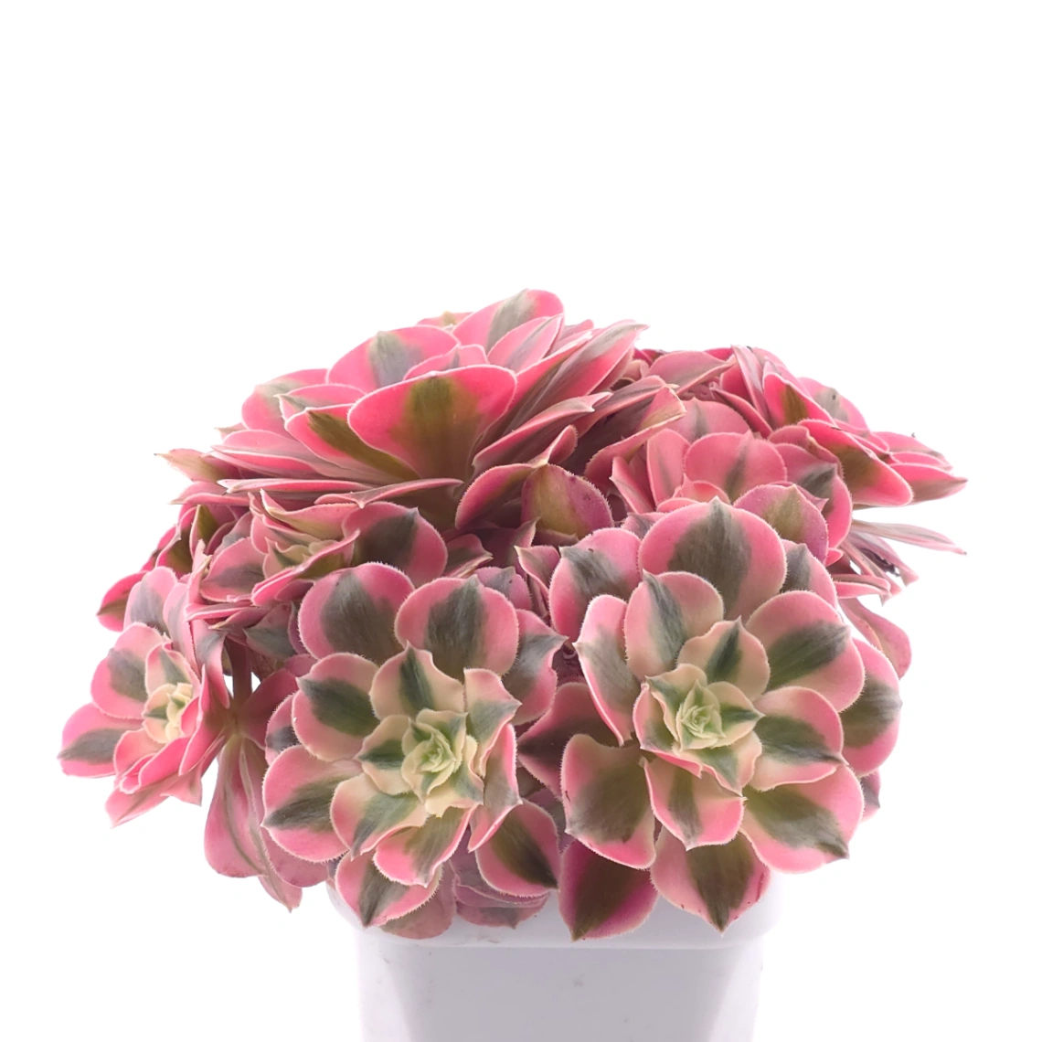 Aeonium ‘Pink Witch’ | 粉色女巫 thumbnail 2