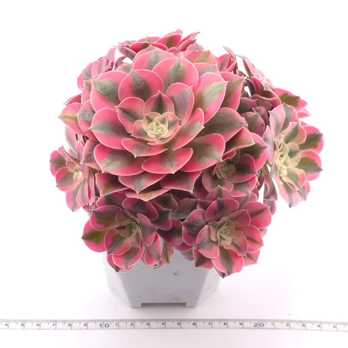 Aeonium ‘Pink Witch’ | 粉色女巫 thumbnail 3
