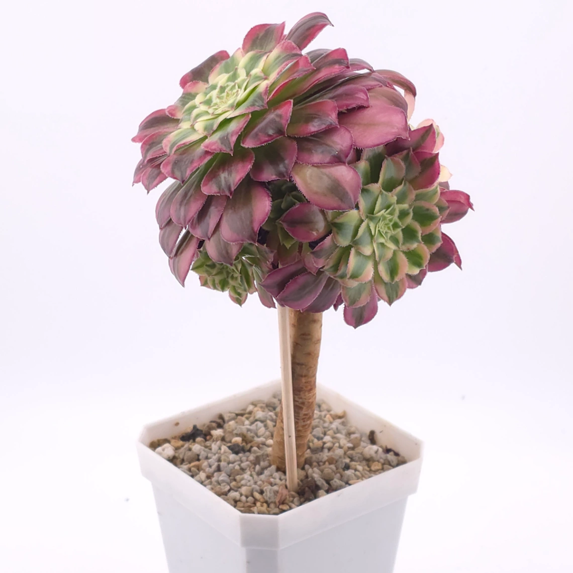 Aeonium ‘Shaohua’ | 韶華 thumbnail 2