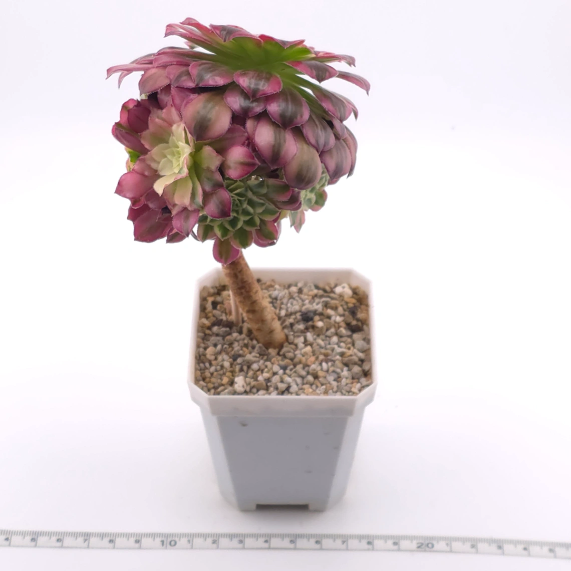 Aeonium ‘Shaohua’ | 韶華 thumbnail 3