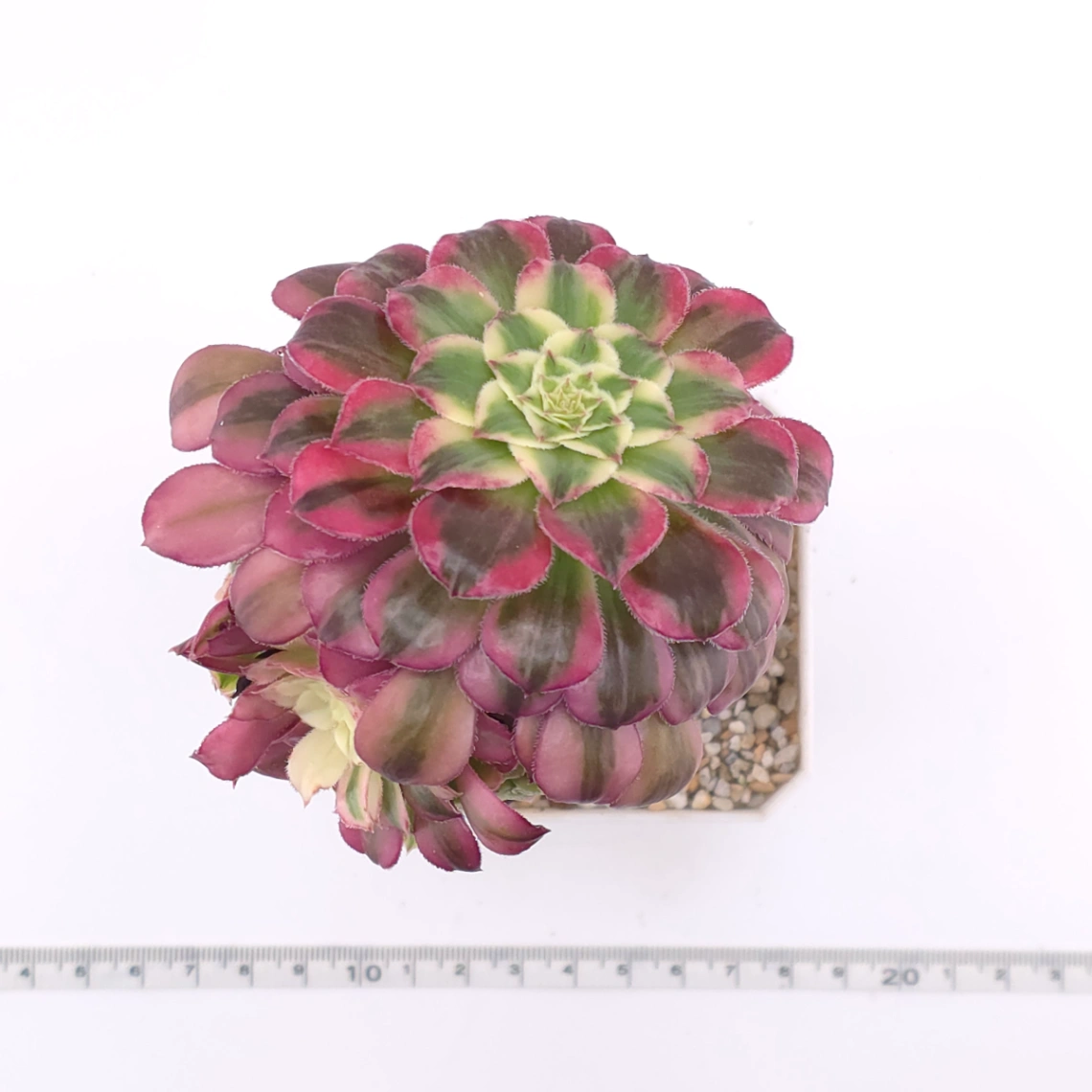 Aeonium ‘Shaohua’ | 韶華 thumbnail 4