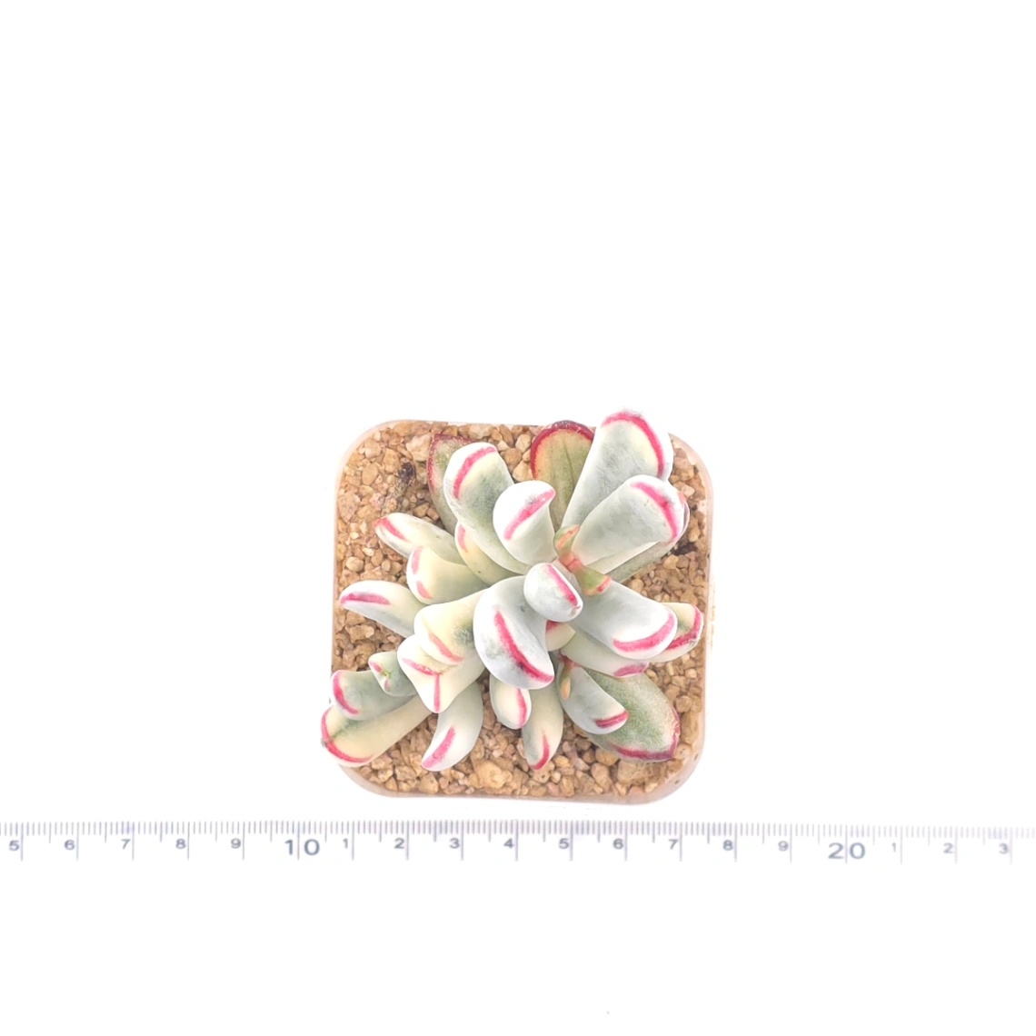Cotyledon orbiculata cv. variegated (long leaf ver.) | 棒葉福娘錦 thumbnail 4