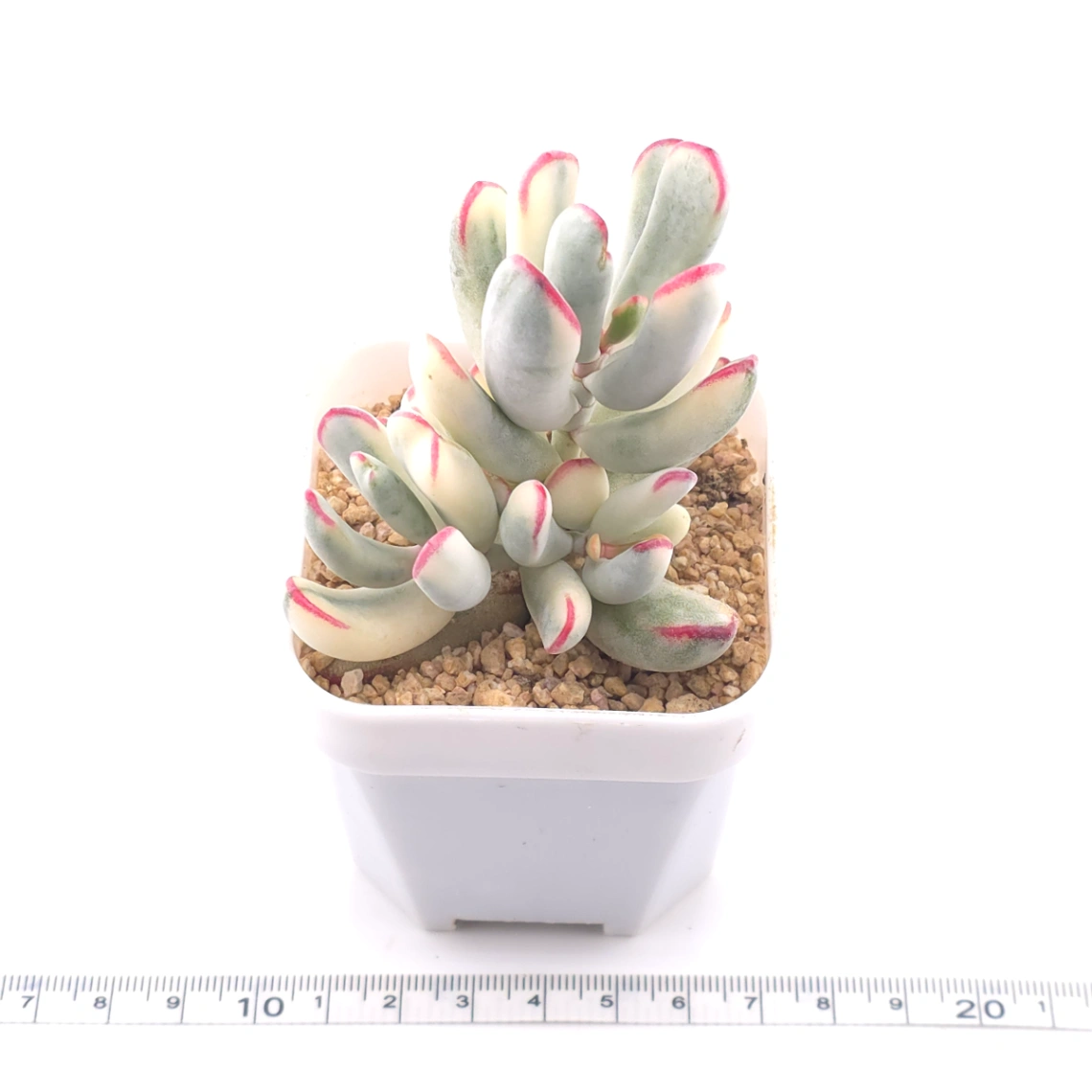 Cotyledon orbiculata cv. variegated (long leaf ver.) | 棒葉福娘錦 thumbnail 3