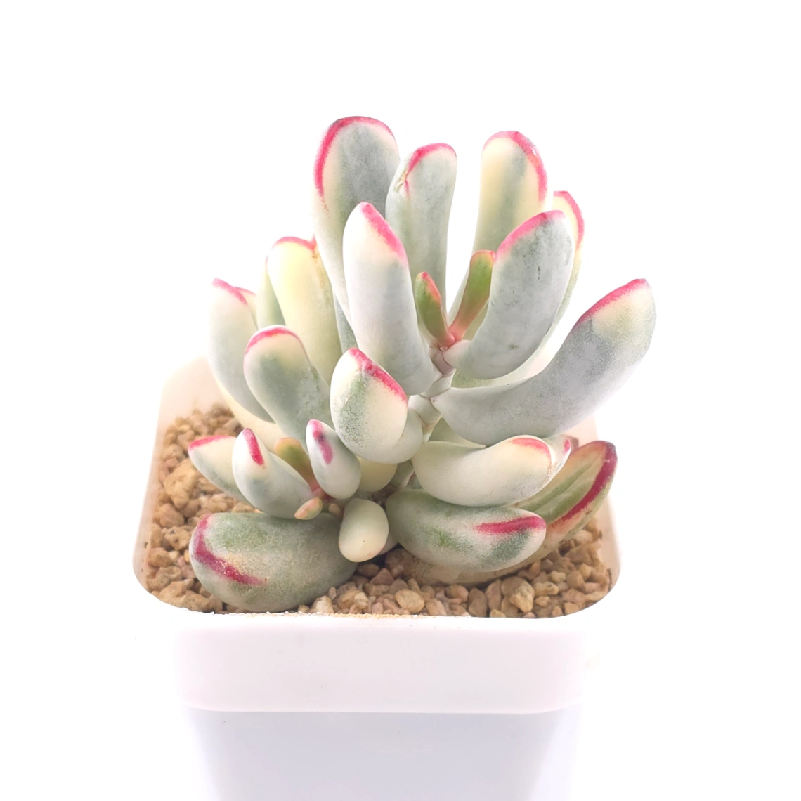 Cotyledon orbiculata cv. variegated (long leaf ver.) | 棒葉福娘錦 thumbnail 2