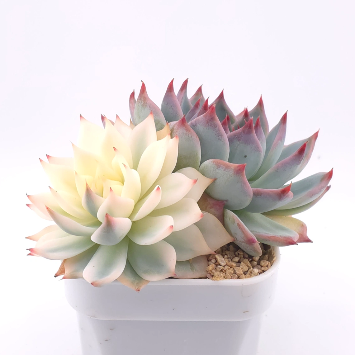 Echeveria chihuahuaensis variegated | 吉娃娃錦 thumbnail 2