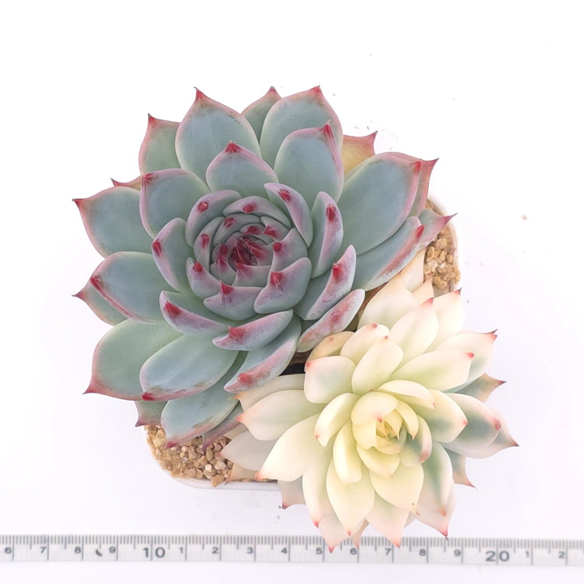 Echeveria chihuahuaensis variegated | 吉娃娃錦 thumbnail 4