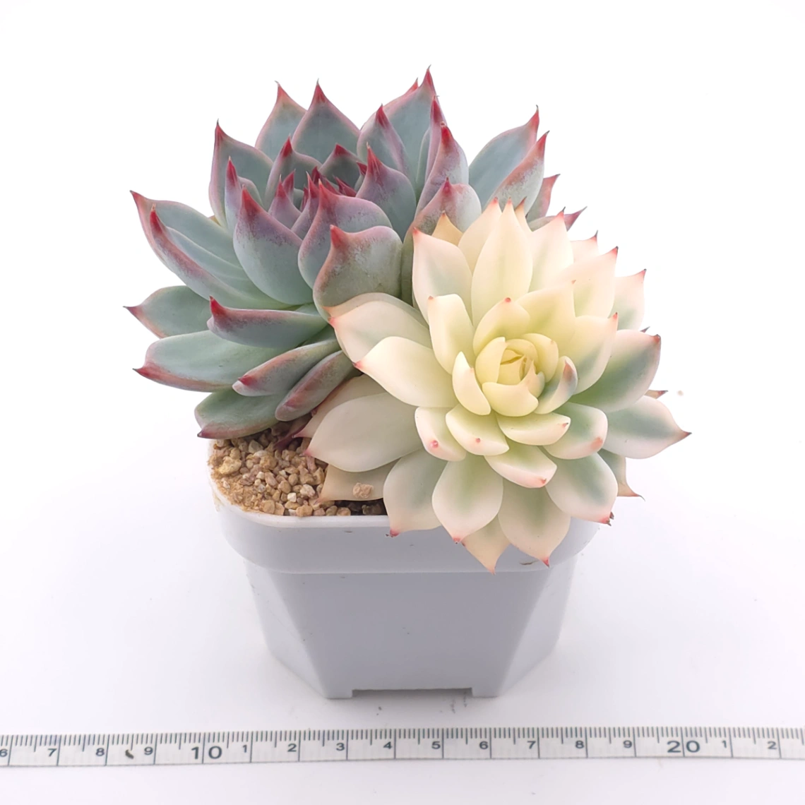 Echeveria chihuahuaensis variegated | 吉娃娃錦 thumbnail 3