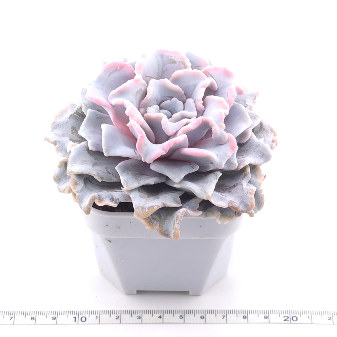 Echeveria ‘Crispate Beauty’ | 芭蕾舞者 thumbnail 3