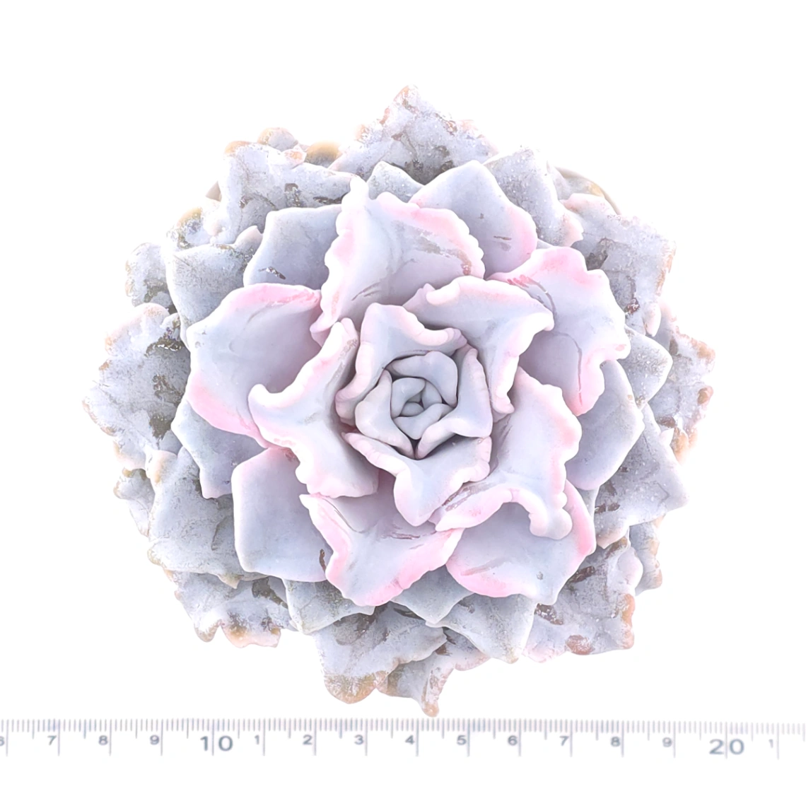 Echeveria ‘Crispate Beauty’ | 芭蕾舞者 thumbnail 4