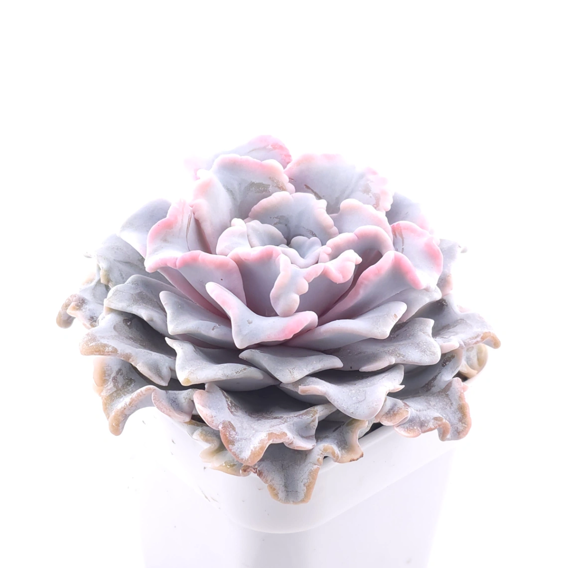 Echeveria ‘Crispate Beauty’ | 芭蕾舞者 thumbnail 2