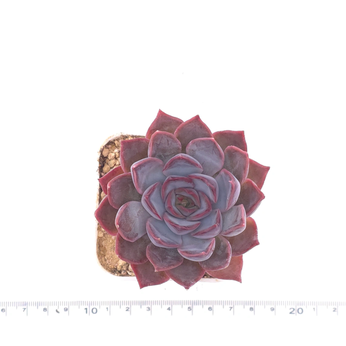 Echeveria ‘Dark Ice’ | 暗冰 thumbnail 4