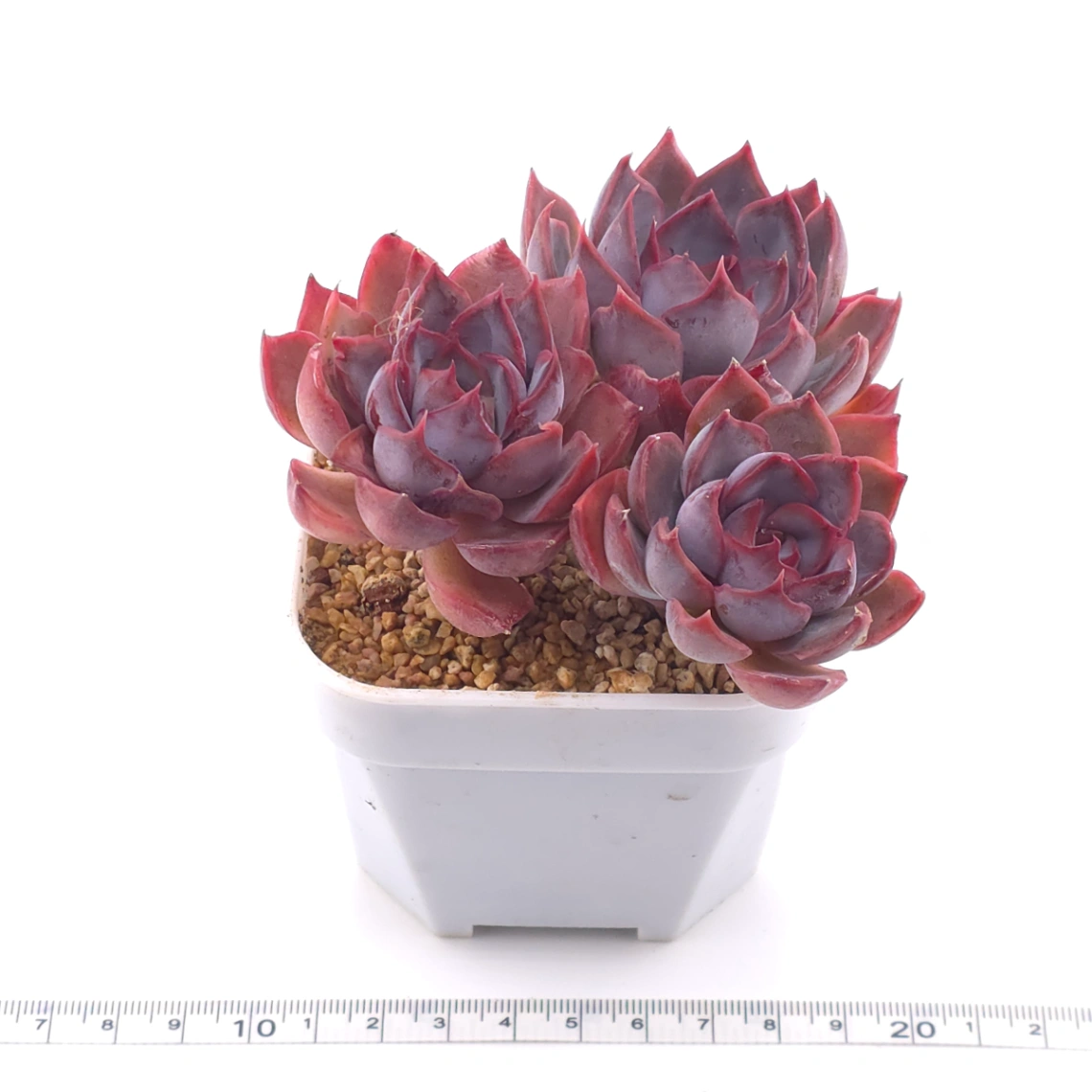 Echeveria ‘Dark Ice’ | 暗冰 thumbnail 3
