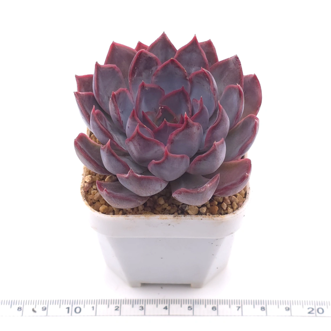 Echeveria ‘Dark Ice’ | 暗冰 thumbnail 3