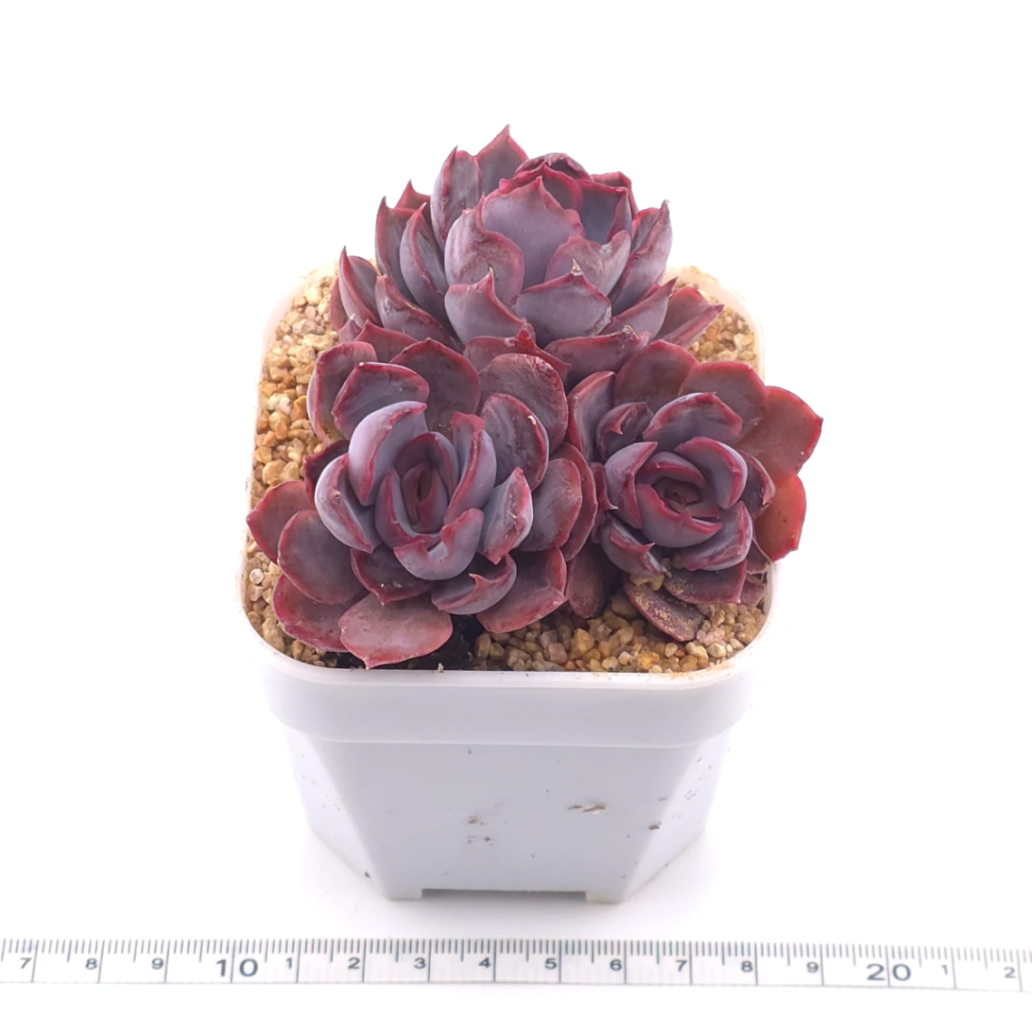 Echeveria ‘Dark Ice’ | 暗冰 thumbnail 3