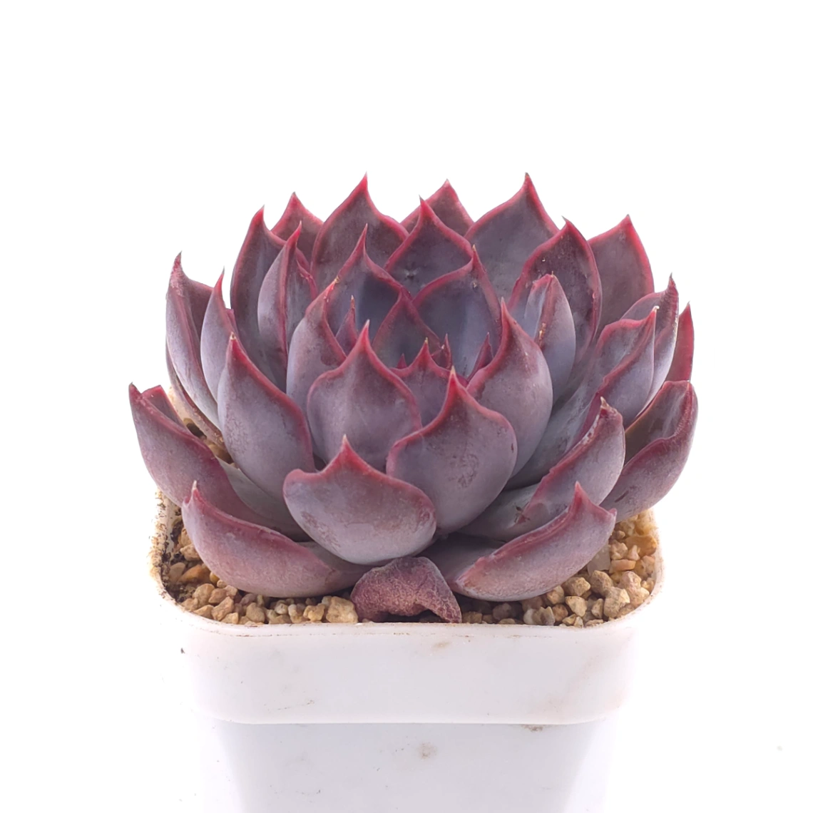 Echeveria ‘Dark Ice’ | 暗冰 thumbnail 2