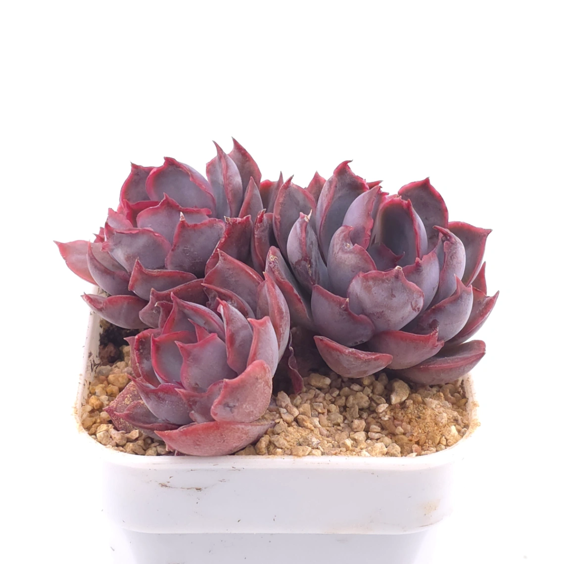 Echeveria ‘Dark Ice’ | 暗冰 thumbnail 2
