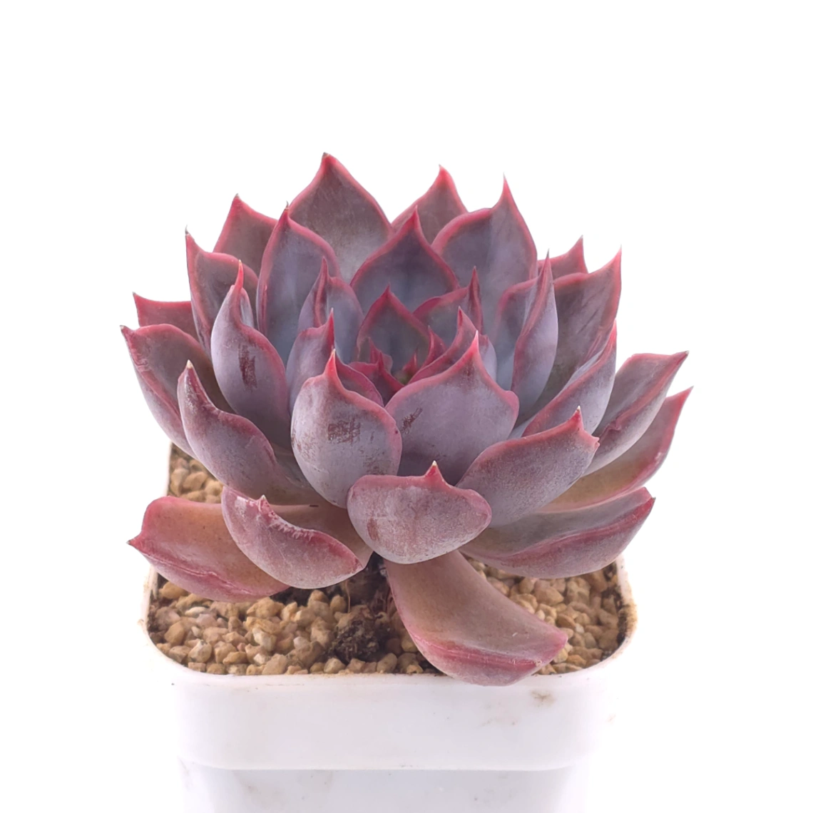Echeveria ‘Dark Ice’ | 暗冰 thumbnail 2