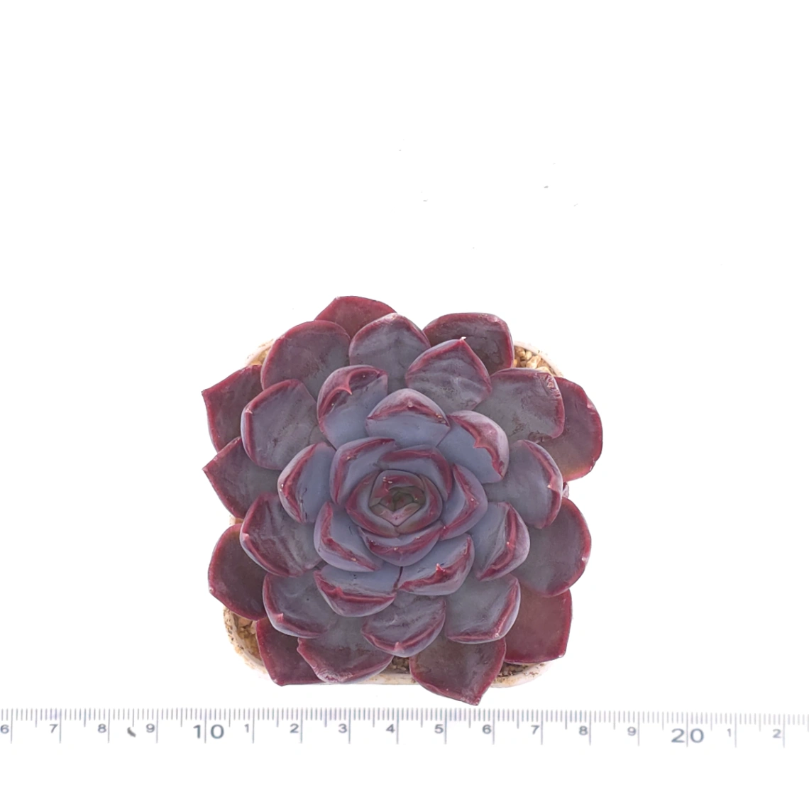 Echeveria ‘Dark Ice’ | 暗冰 thumbnail 4