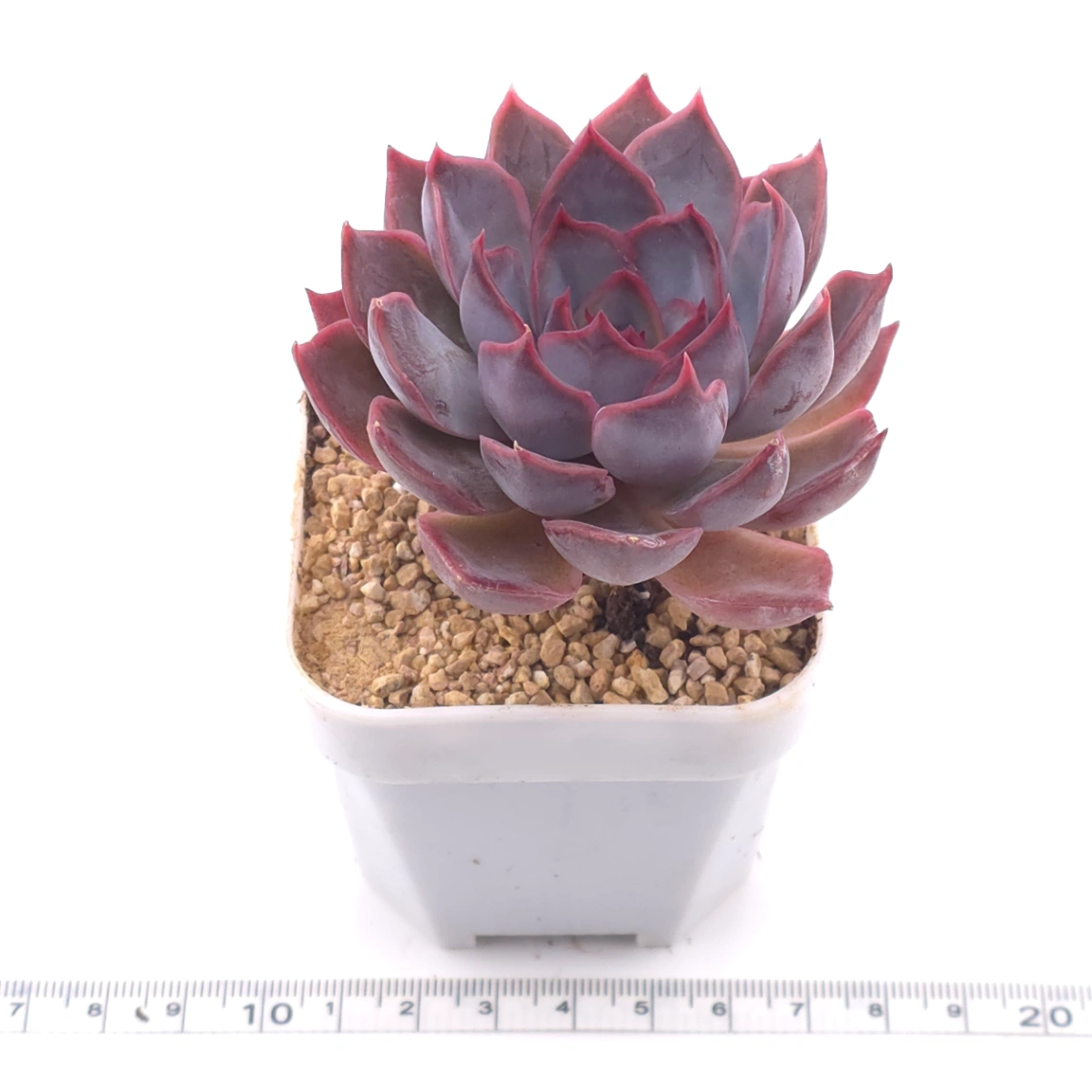 Echeveria ‘Dark Ice’ | 暗冰 thumbnail 3