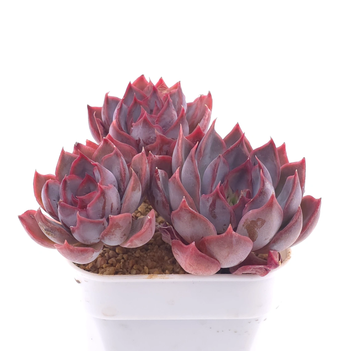 Echeveria ‘Dark Ice’ | 暗冰 thumbnail 2