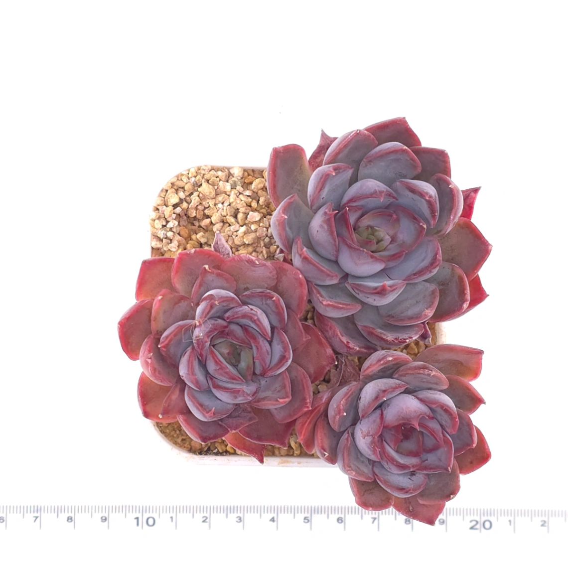 Echeveria ‘Dark Ice’ | 暗冰 thumbnail 4