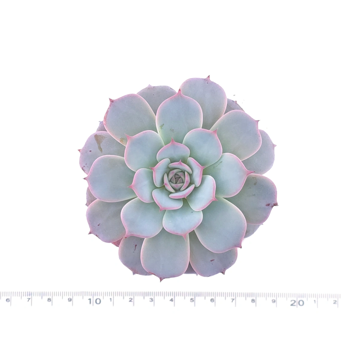 Echeveria ‘Laulensis’ | 勞倫斯 thumbnail 4