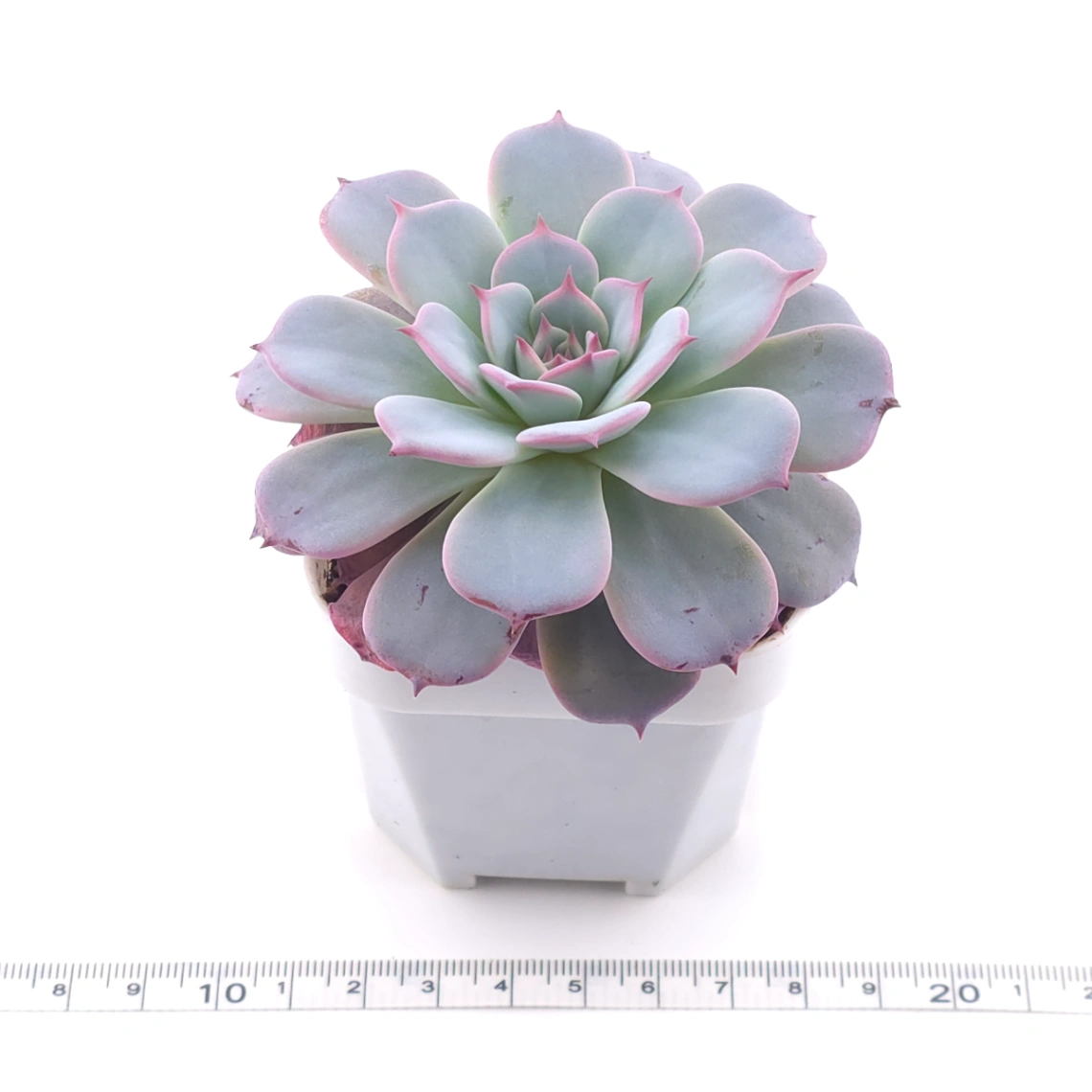 Echeveria ‘Laulensis’ | 勞倫斯 thumbnail 3