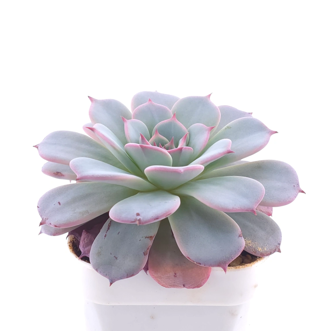 Echeveria ‘Laulensis’ | 勞倫斯 thumbnail 2