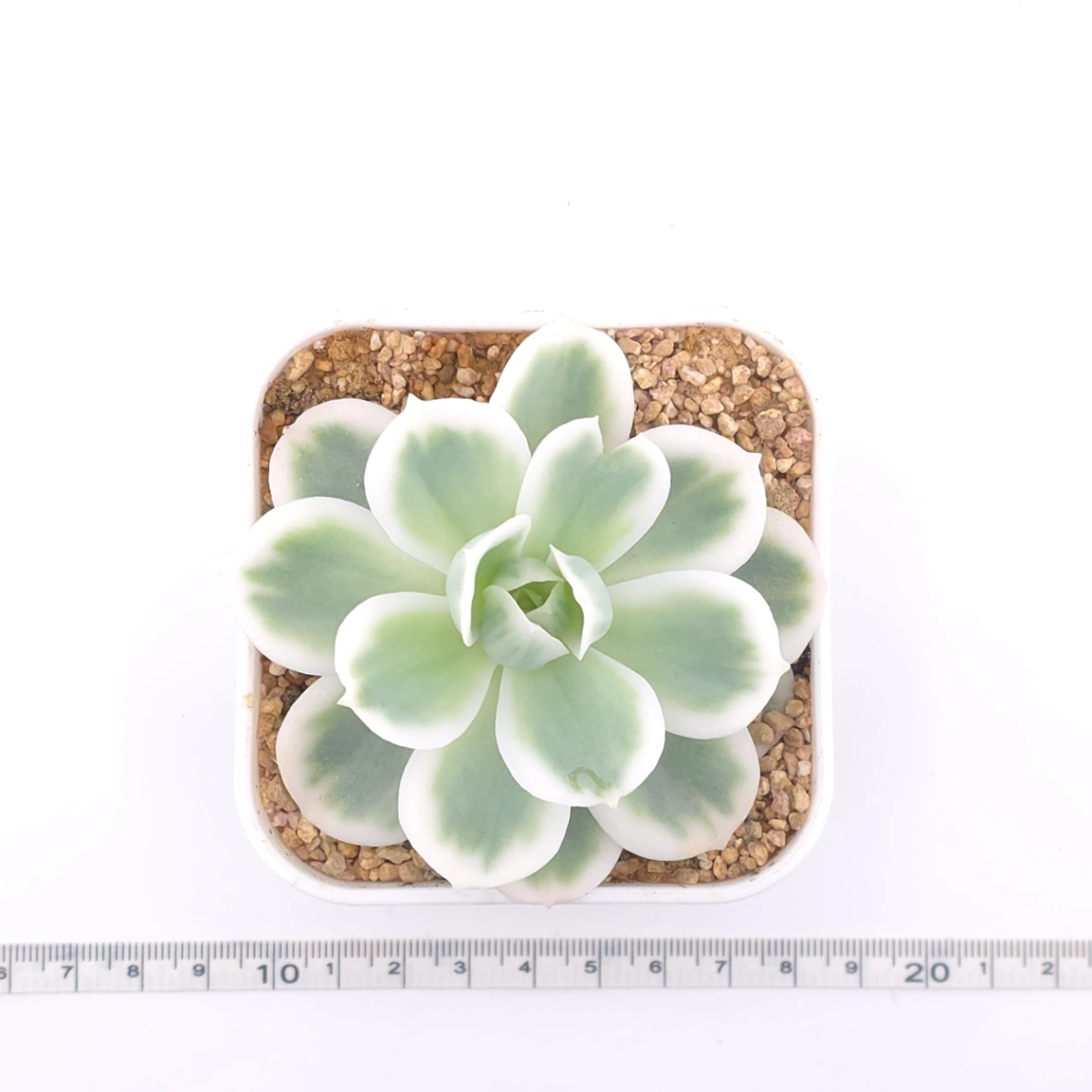 Echeveria ‘Lemon Rose’ variegated | 檸檬玫瑰錦 thumbnail 4