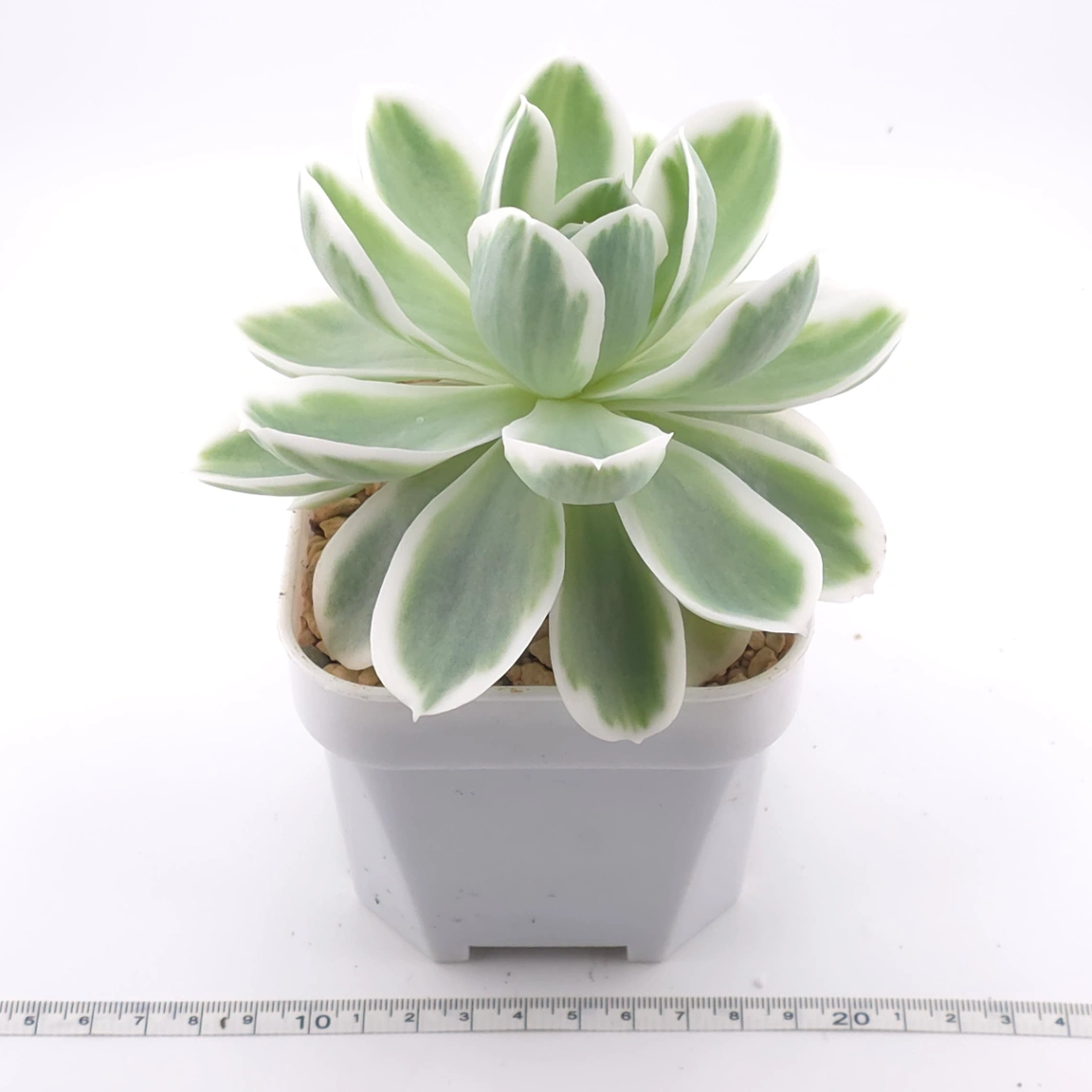 Echeveria ‘Lemon Rose’ variegated | 檸檬玫瑰錦 thumbnail 3