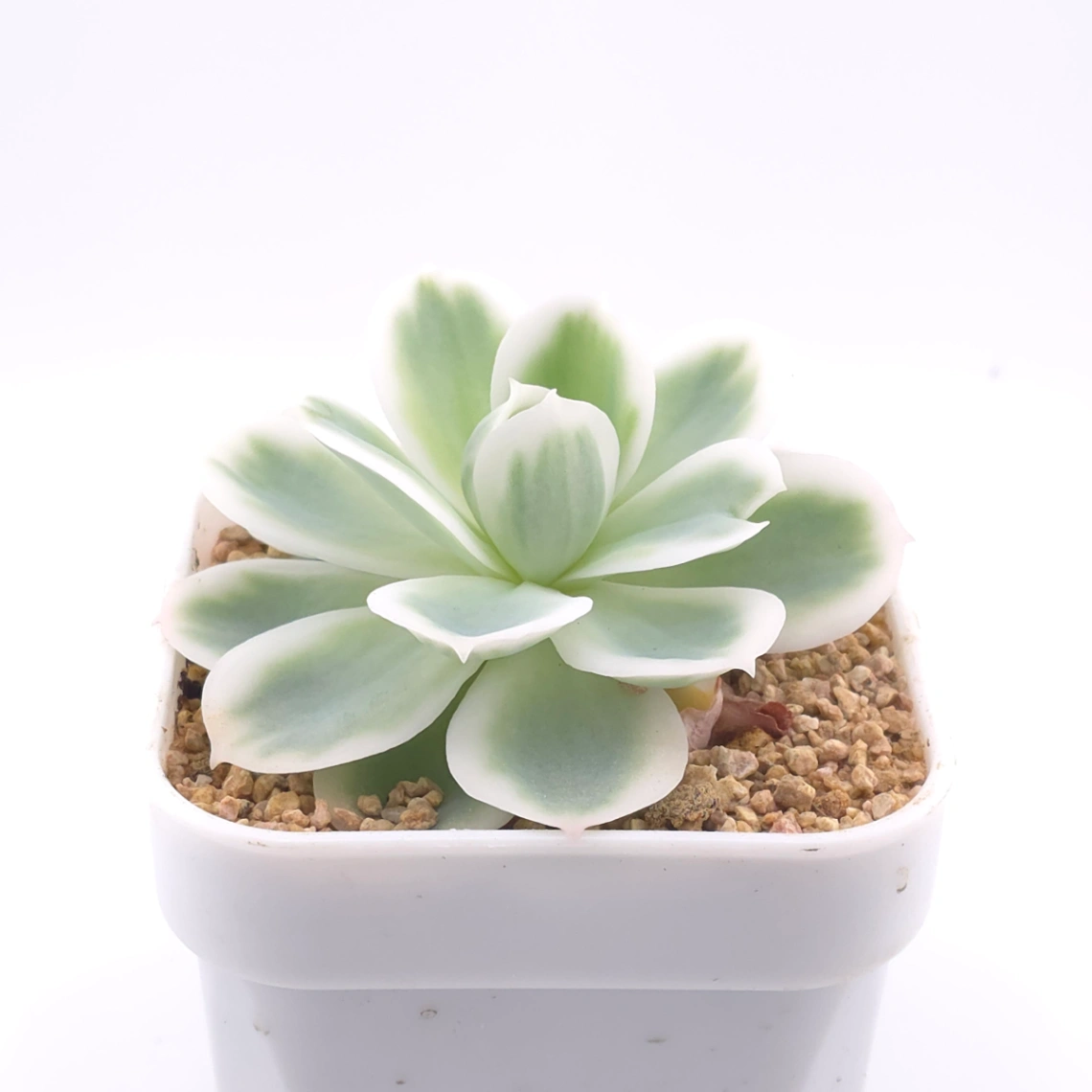 Echeveria ‘Lemon Rose’ variegated | 檸檬玫瑰錦 thumbnail 2