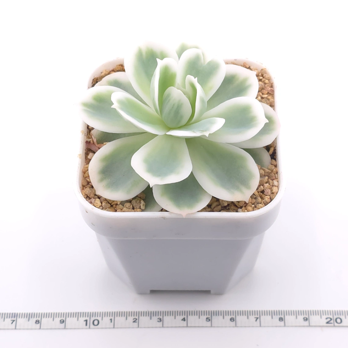 Echeveria ‘Lemon Rose’ variegated | 檸檬玫瑰錦 thumbnail 3