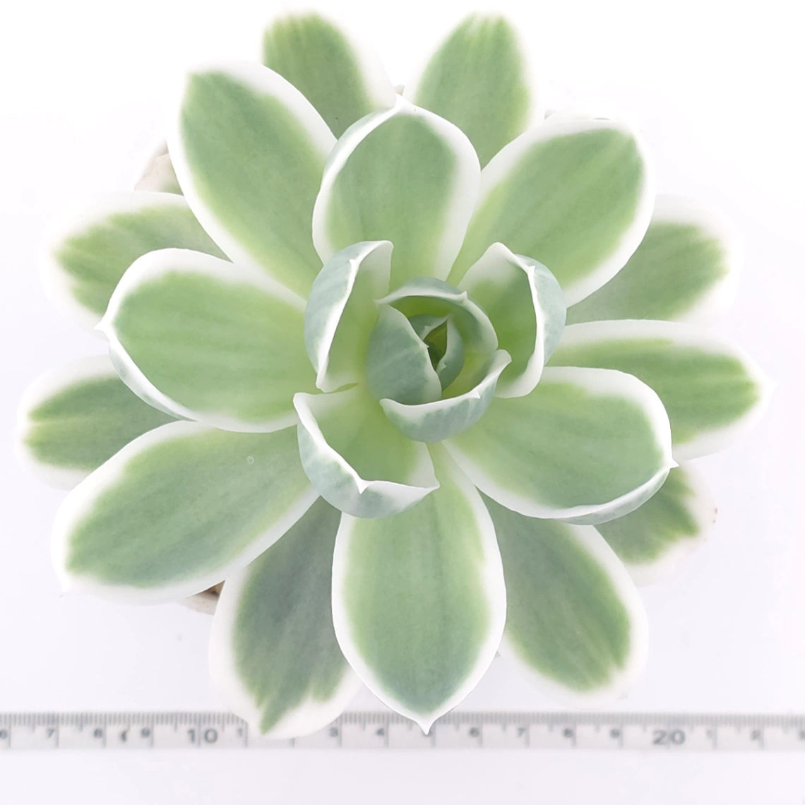 Echeveria ‘Lemon Rose’ variegated | 檸檬玫瑰錦 thumbnail 4